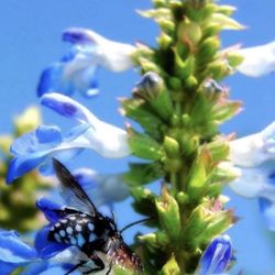 Bog Sage Plant - Salvia Celeste Planta salvia sage