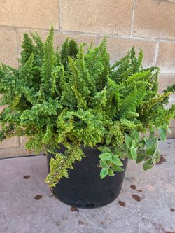 Big fern Plant