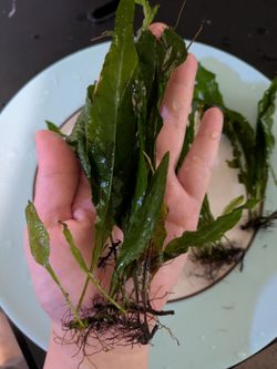 Java fern $10 each