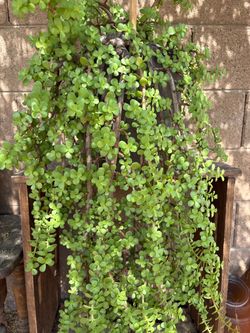 Elephant Bush Suculent