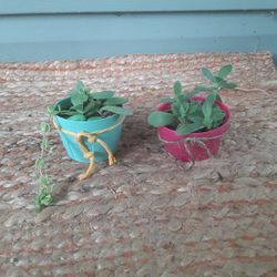 2 Mini Succulents 