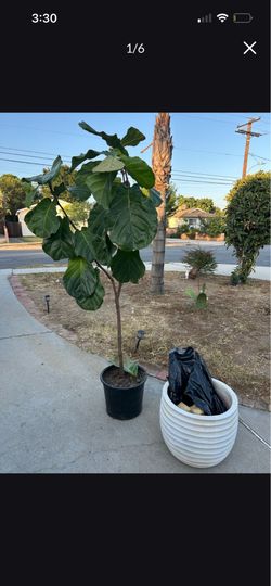 Plant