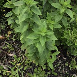 Basil Plants Plant herb spice