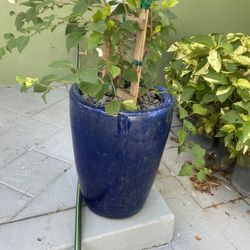 Tall Ceramic Plant Vase 