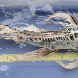 Koi Fish