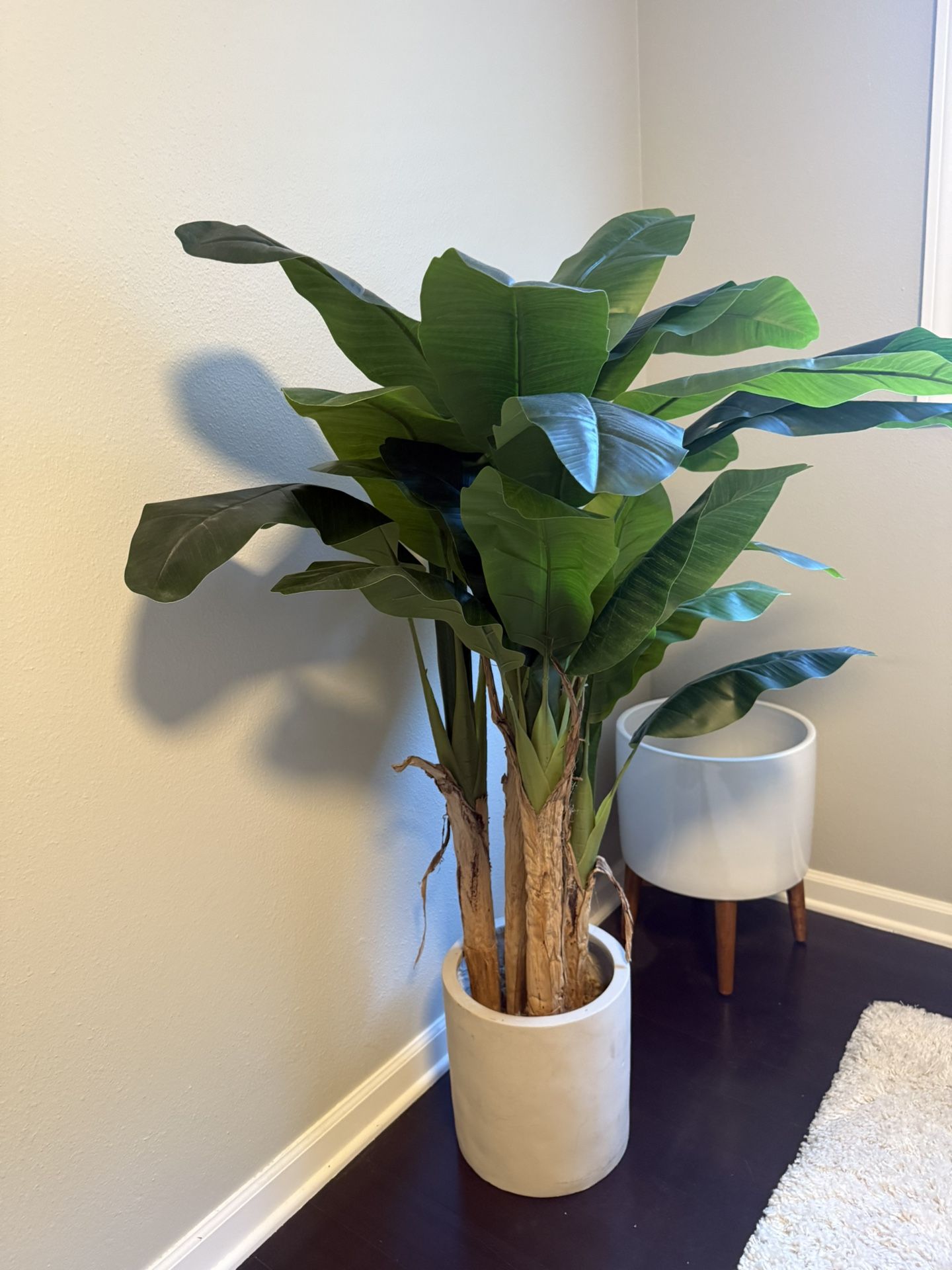 Banana Palm Leaf Tree