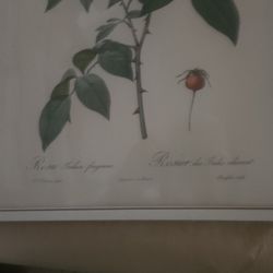 Rosa Indica Fragrans Famed Print