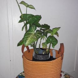 Plant 