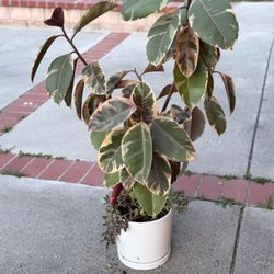 Ruby Tineke Rubber Plant 