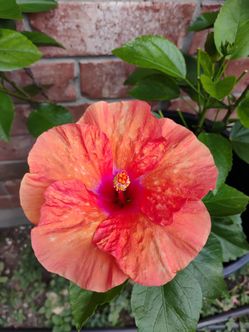 Hibiscus 🌺🌺 plant