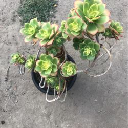 Aeuniums Plants