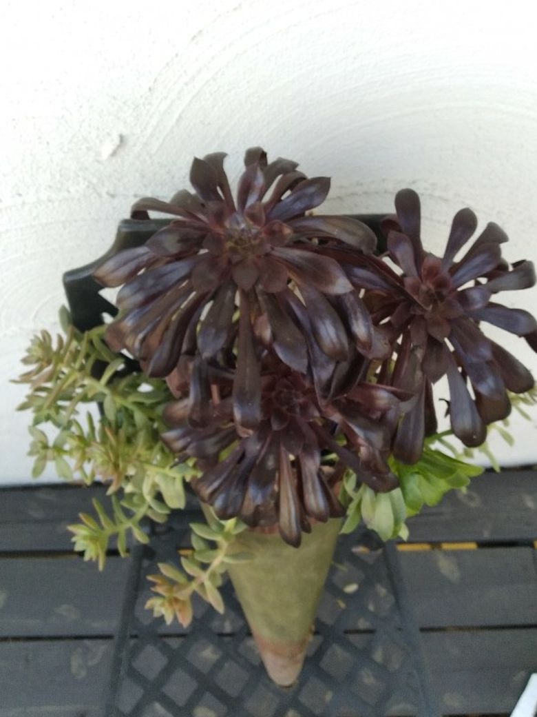 Hanging Succulent Basket Arrangement