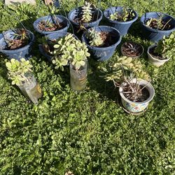 Real plants - $10 each - for garden