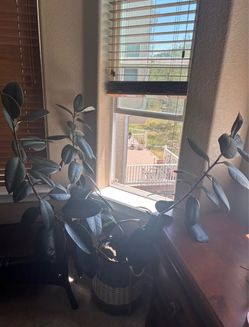 Large Rubber Tree Plant in Basket Pot