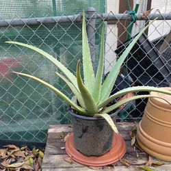 2+ Year Old Aloe Vera Plants