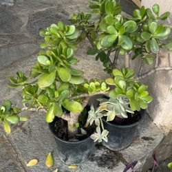 Arbol De Jade  Pequeño  De 20 Pulgadas A 20 Dólares Cada Uno