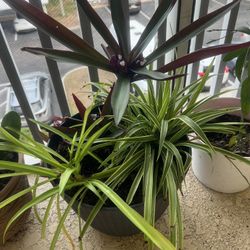 3 Plants