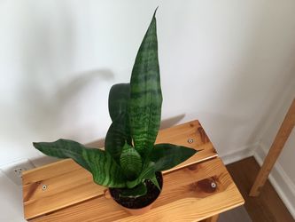 Snake Plant (Sansevieria) – compact Size & Full