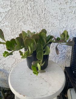 1 Gallon Pot Succulent Plant - Kleinia Petraea - Jade Trepador - Rooted & Established - Drought Resistant - 🪴