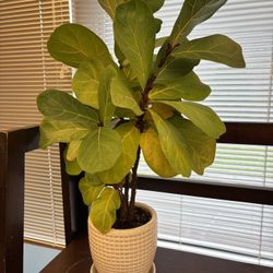 **PENDING** Fiddle-leaf Fig
