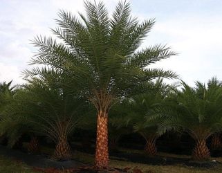 Sylvester Palms Starting at $300