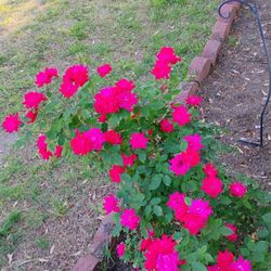 FRESH CUT ROSE'S YOU PICK