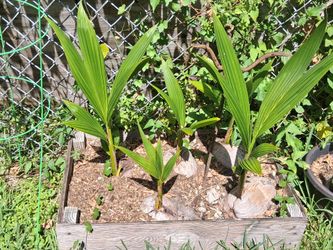 Coconut Palms various sizes