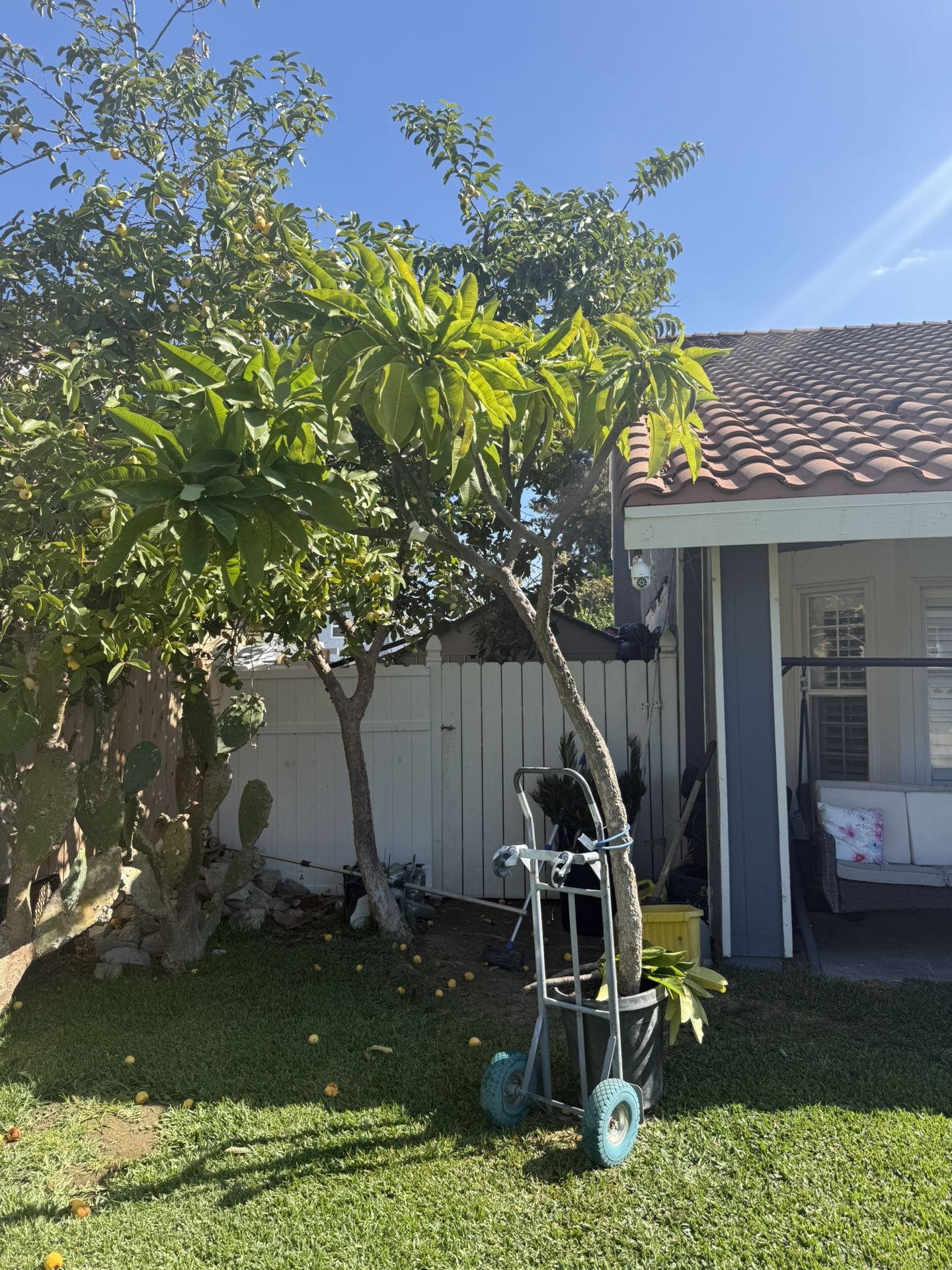 Plumeria Tree White Fragrance, In A Pot