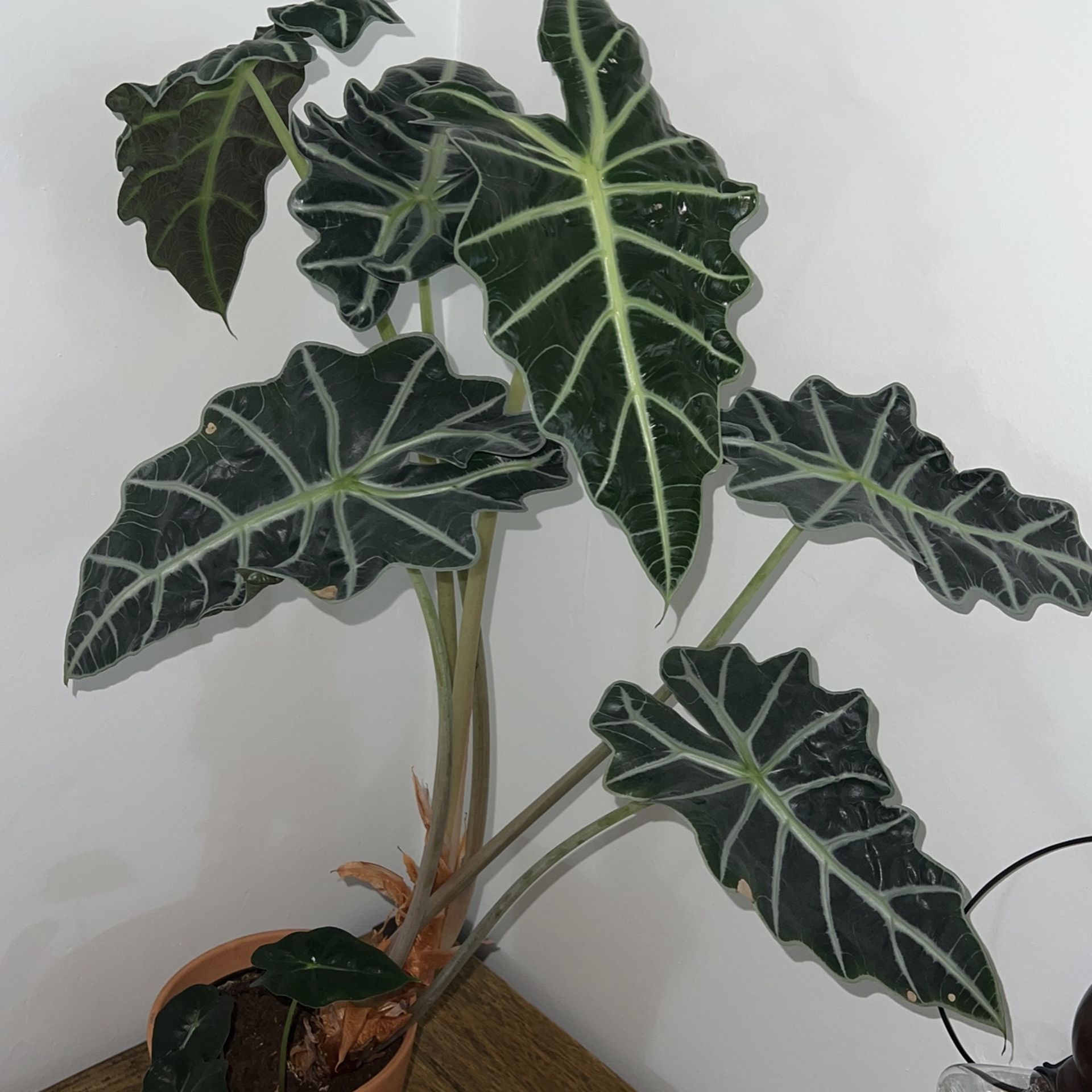 Large Healthy Alocasia Polly (African mask) W/ Terracotta Pot
