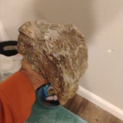 100% Real triceratops Head in awesome condition with mineralszations, including some suspected gold platinum silver , & copper and whatever else you m