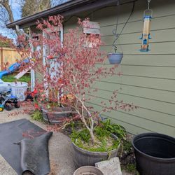 Japanese Maple 