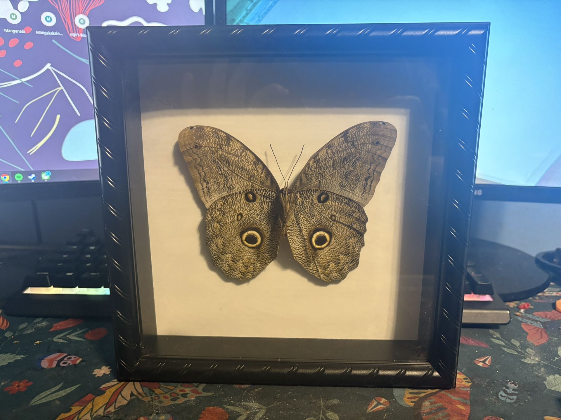 Forest giant owl butterfly specimen shadowbox