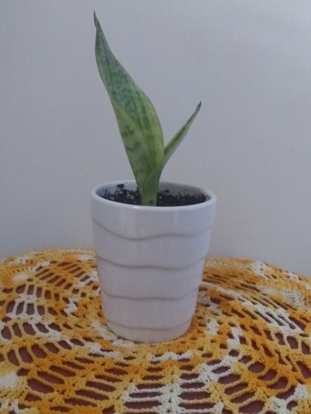 Snake Plant