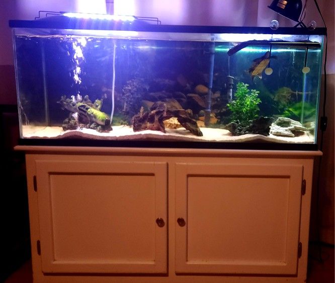 55 Gallon Fish Tank Plus Accessories 