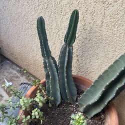 Night Flower Cactus 