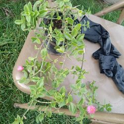 Planta De Rosio Flora Rosita 