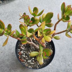 16" tall Colorful lucky Jade plant Money tree hurry buy