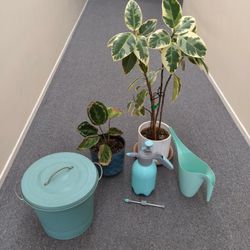 Plants, Pots And Water Sprayer 