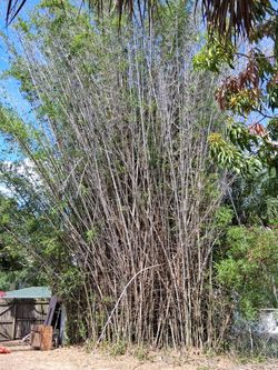 FREE BAMBOO