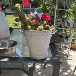 Cactus 