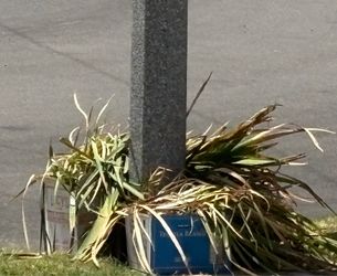 FREE blue iris  plants with roots