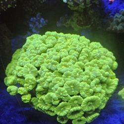 Candy Cane Coral Fake.