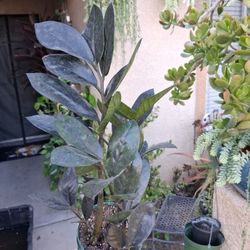 Raven "Black " Z  Z. Plant $25