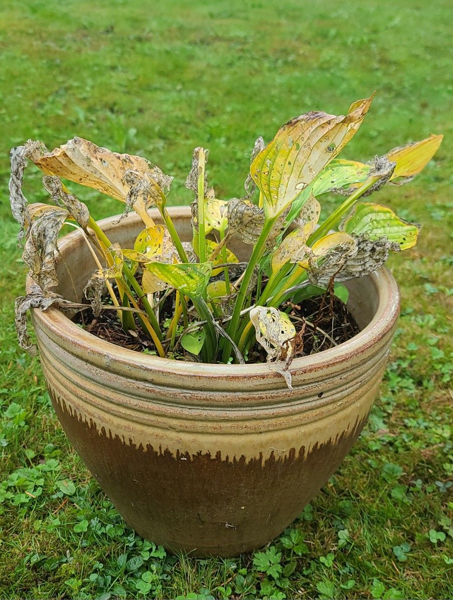 Nice Brown Ceramic Flower Pot With Hosta Plant