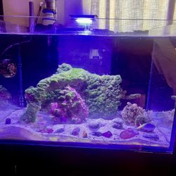 Saltwater Reef fish tank 