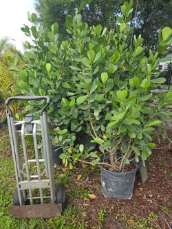 huge clusias over 6 feet tall  Instant  privacy Hedge for fence
