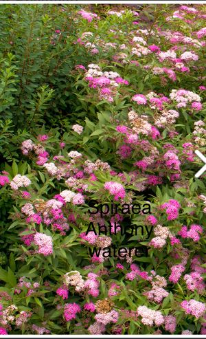 Lopez Nursery Everything 50 Off For In Vancouver Wa Lopez Nursery Everything 50 Off For In Vancouver Wa