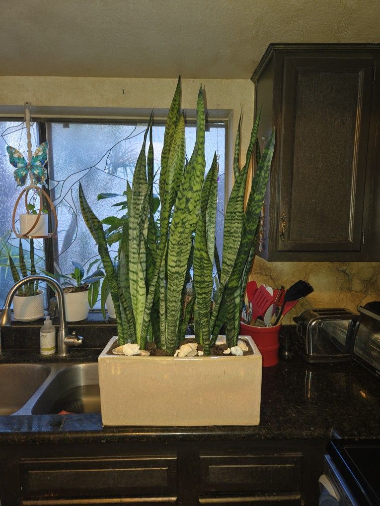 3.5ft Tall Sansevieria Snake Plants In Gorgeous Ceramic Pot