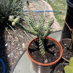 Rooted Mini Cholla Plant