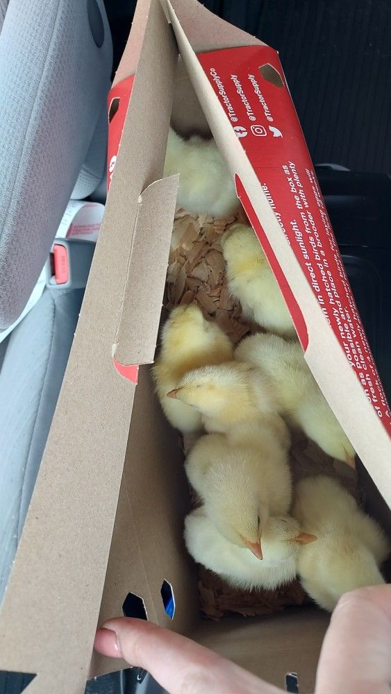 Cornish Chick